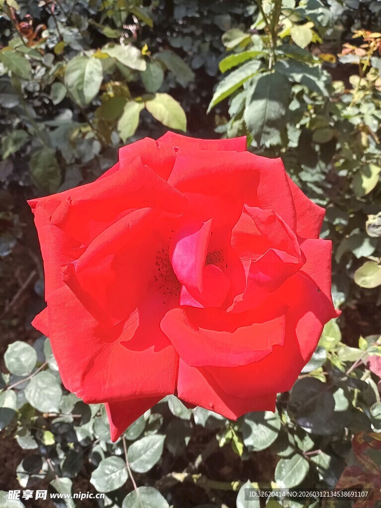 娇艳红玫瑰绽放