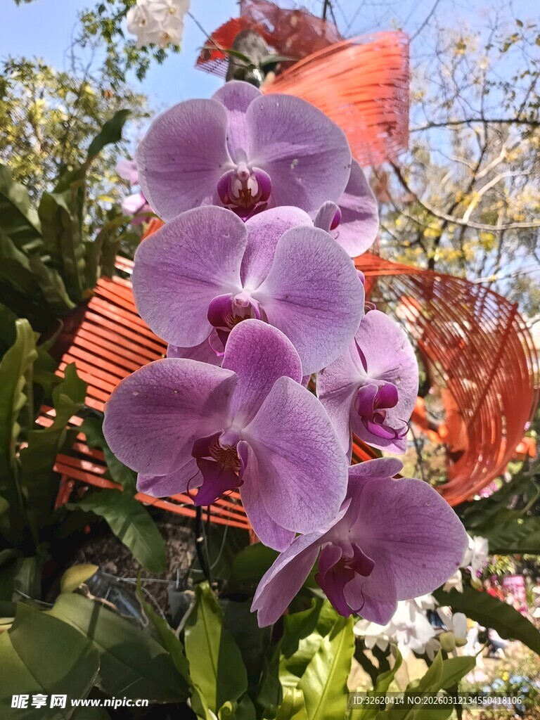 紫色蝴蝶兰绽放