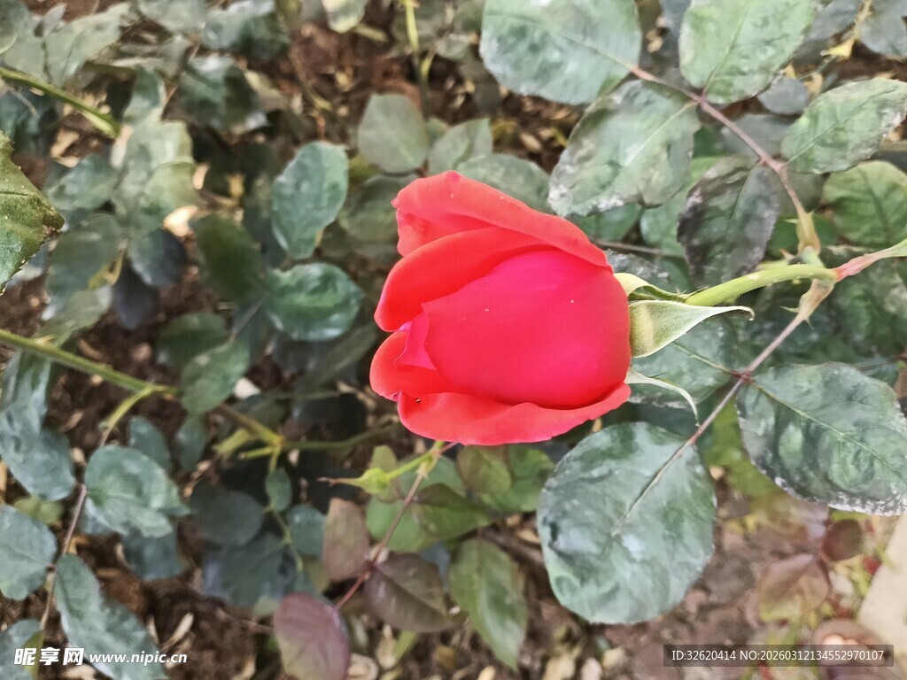 娇艳红玫瑰绽放于绿叶间