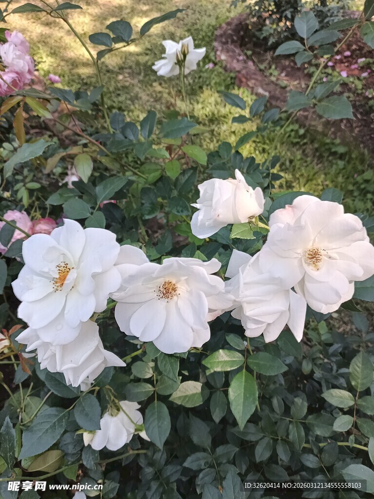 绽放的白色月季花