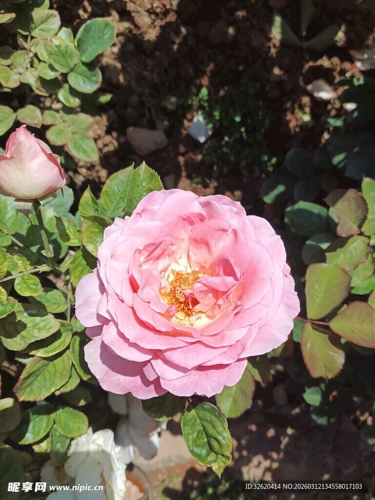 娇艳粉色月季花绽放