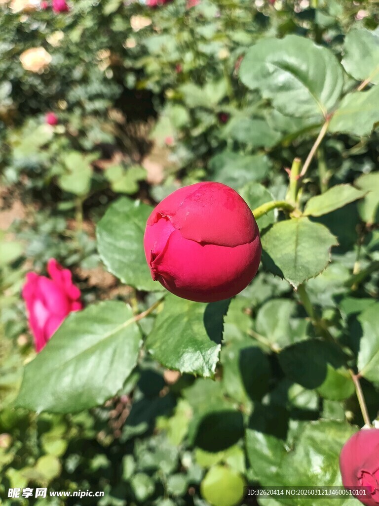 娇艳红玫瑰绽放绿叶间