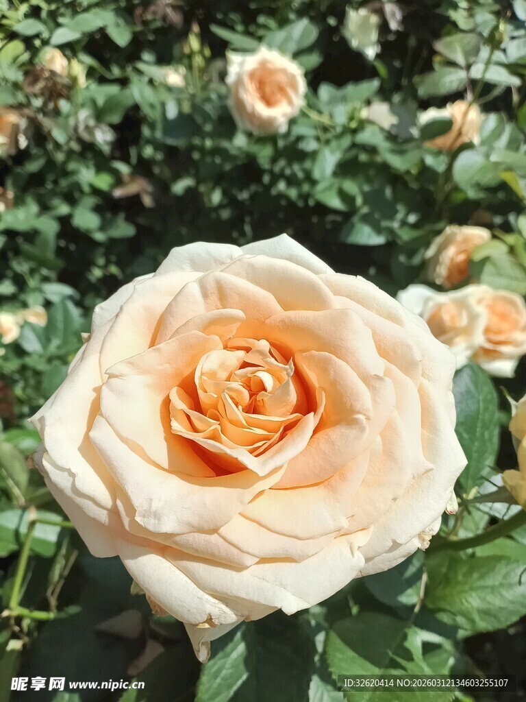 娇艳盛开的淡黄玫瑰花