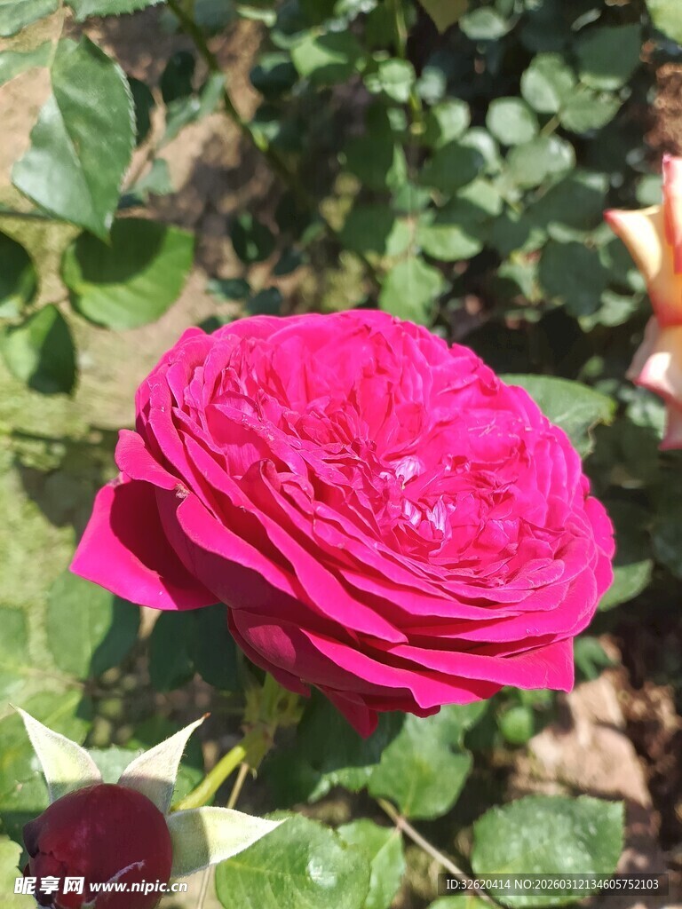 娇艳红玫瑰绽放于绿叶间