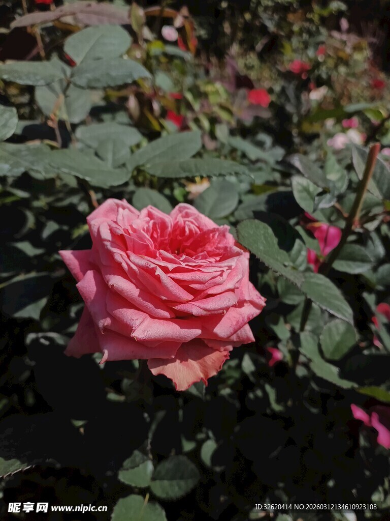 娇艳粉色玫瑰绽放