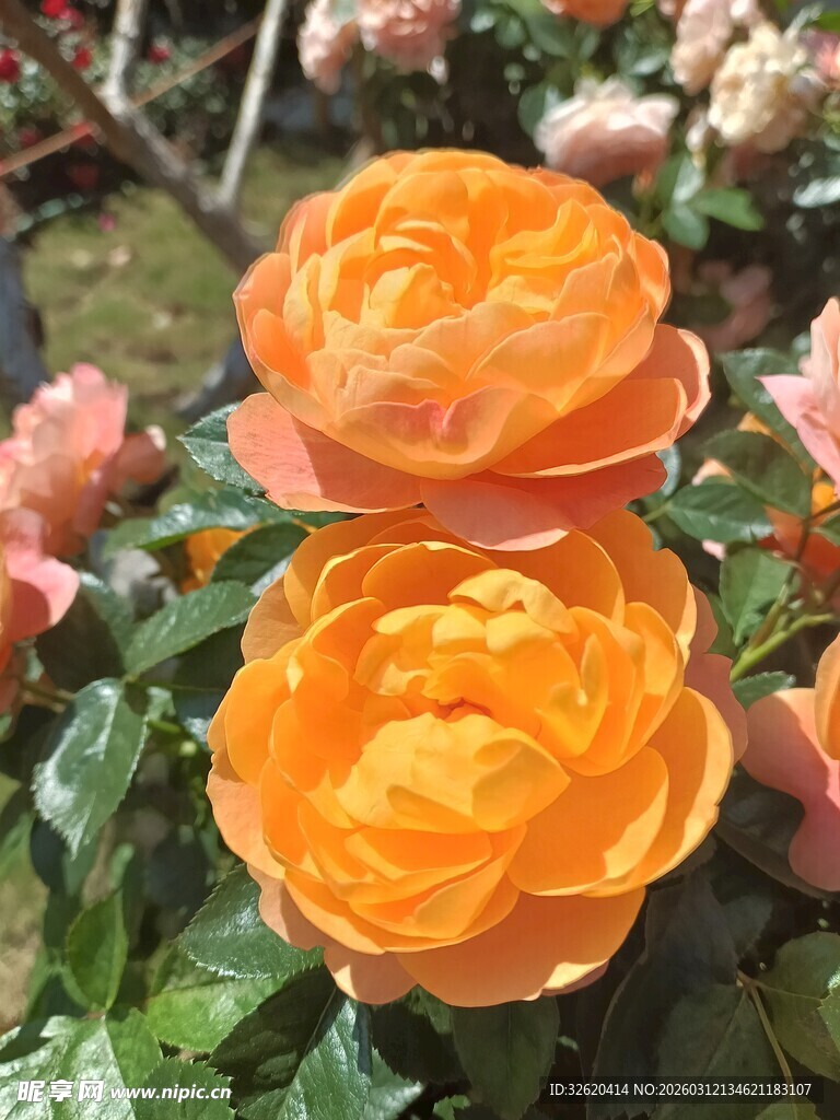 娇艳盛开的玫瑰