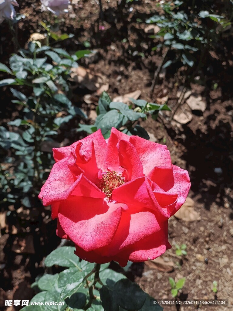 娇艳红玫瑰绽放于绿植间