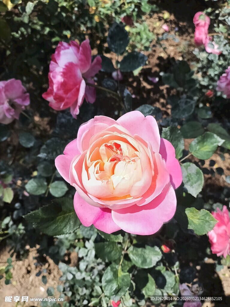 娇艳盛开的粉色月季花