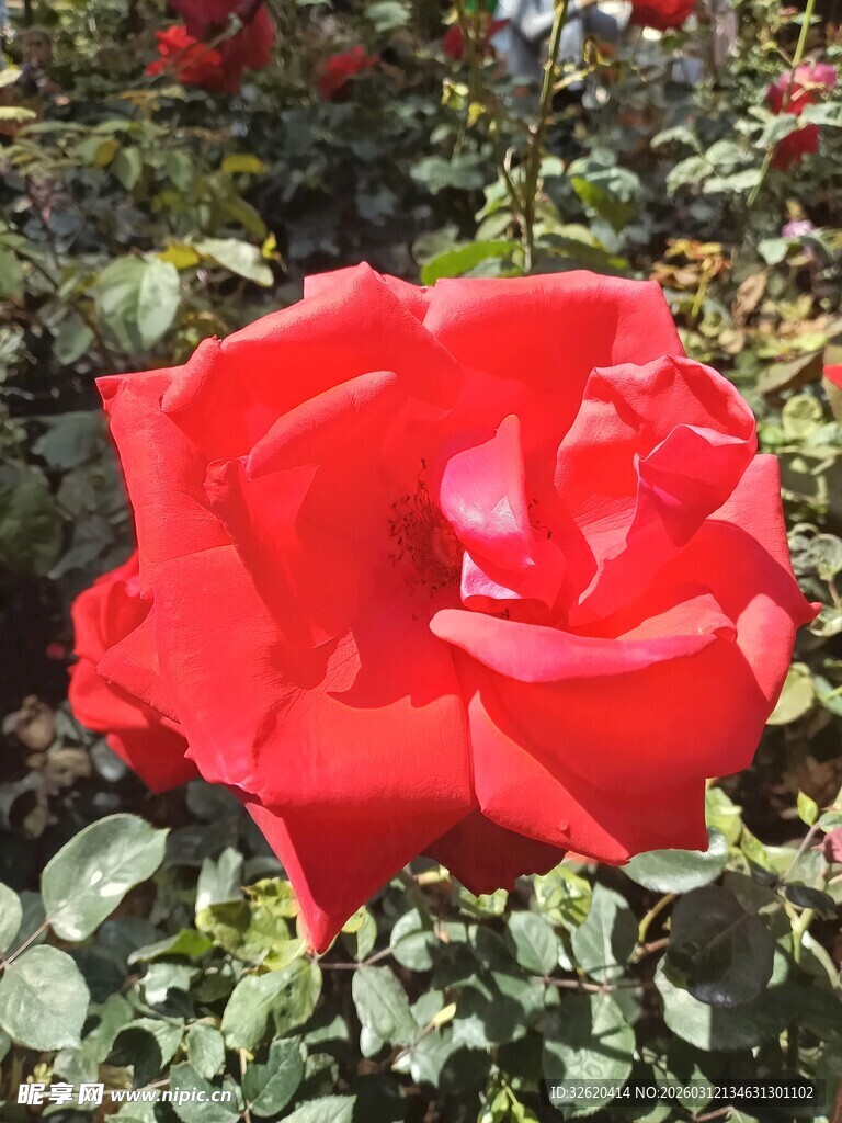 娇艳红玫瑰绽放花丛中