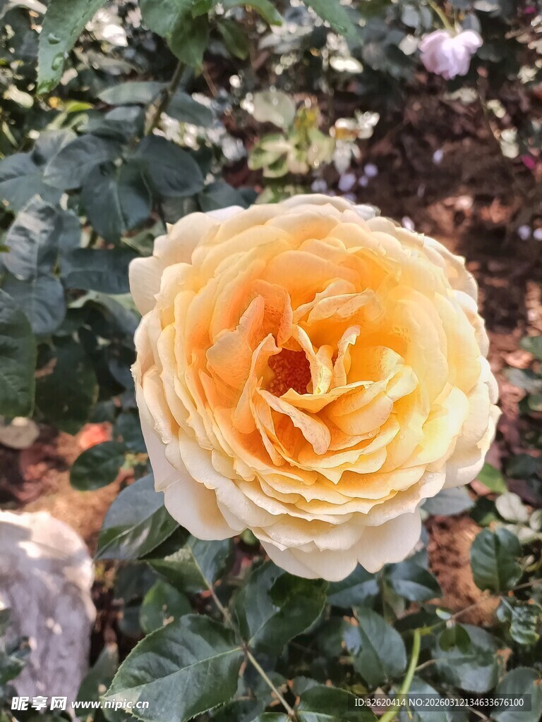 娇艳黄玫瑰绽放