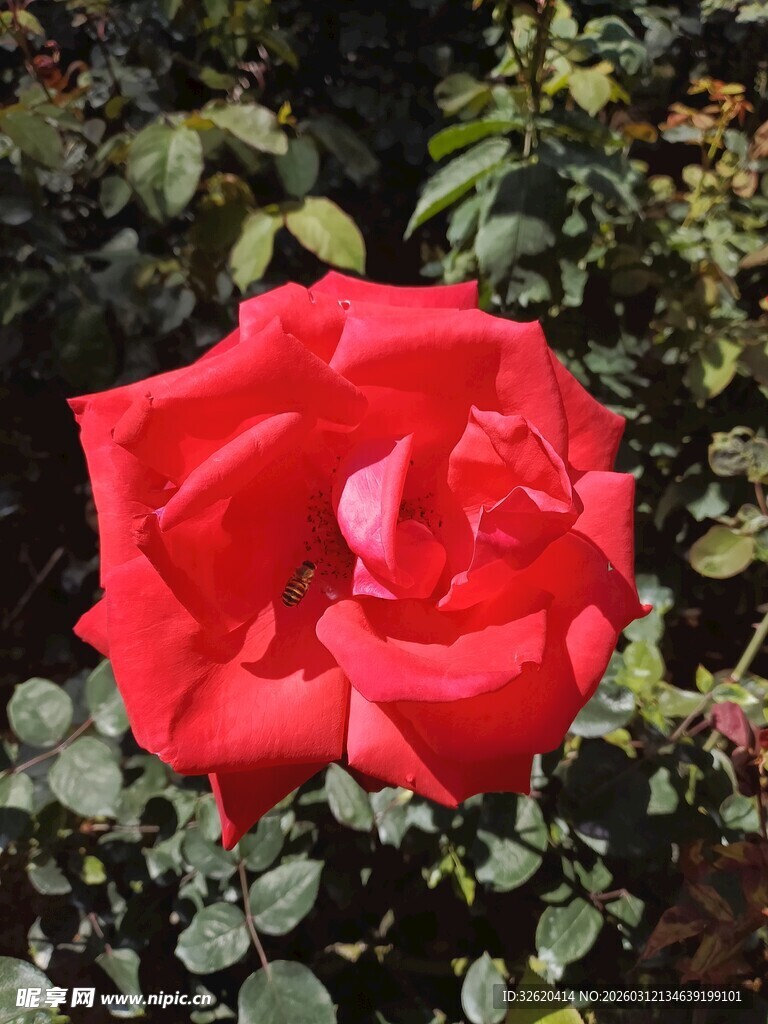 娇艳红玫瑰绽放