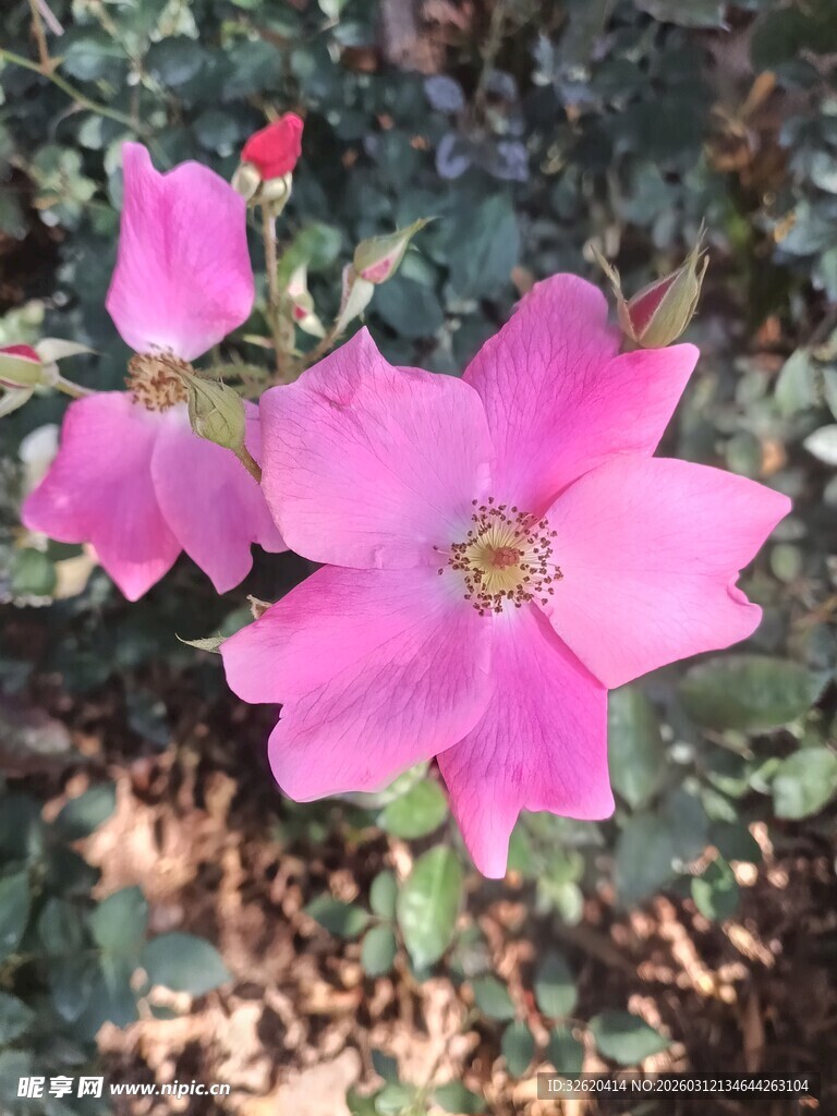 娇艳蔷薇花绽放