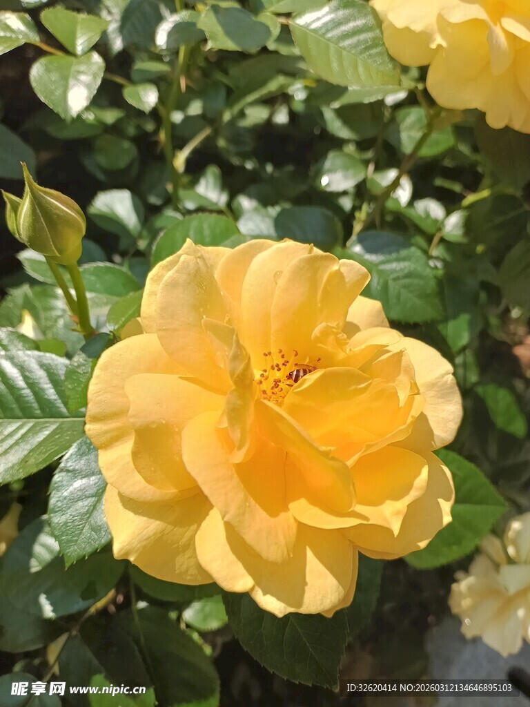 娇艳黄玫瑰绽放