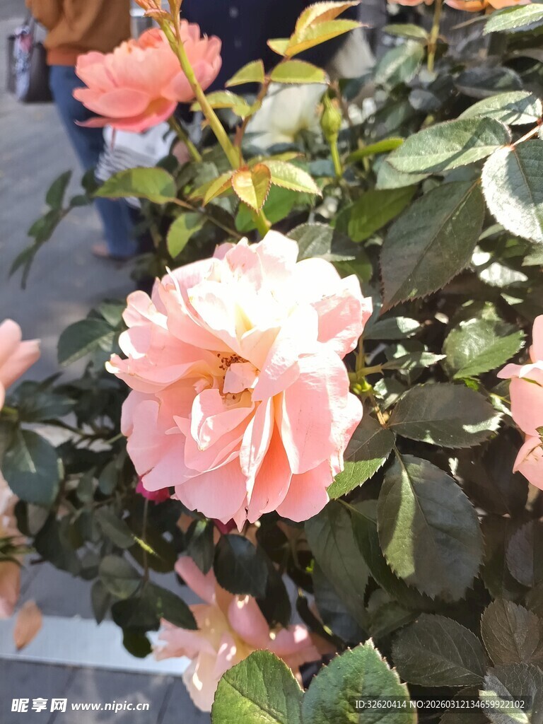 娇艳盛开的粉色月季花