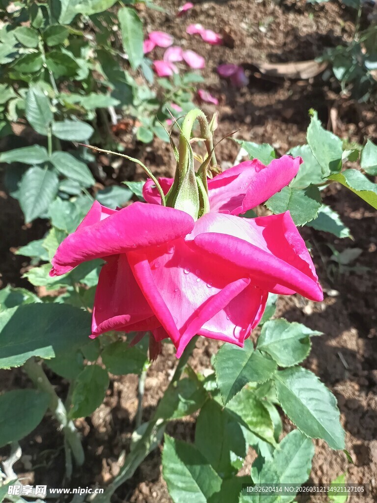 娇艳玫红玫瑰绽放