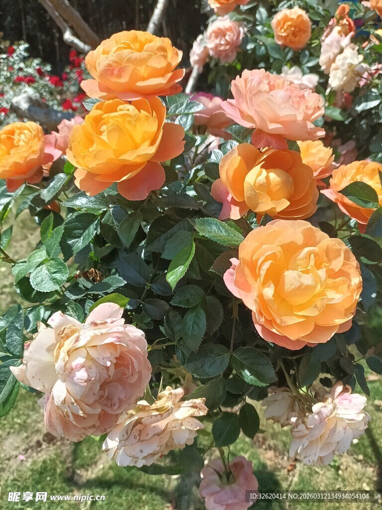 多彩盛放的娇艳玫瑰花