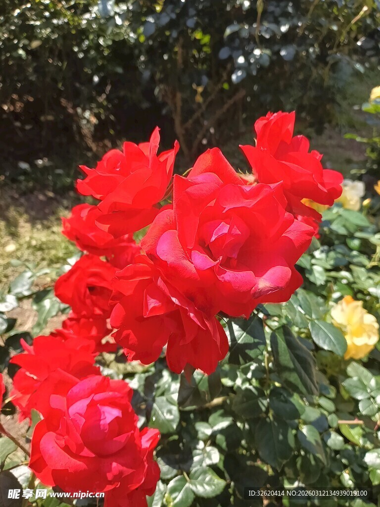 鲜艳红玫瑰绽放于花丛