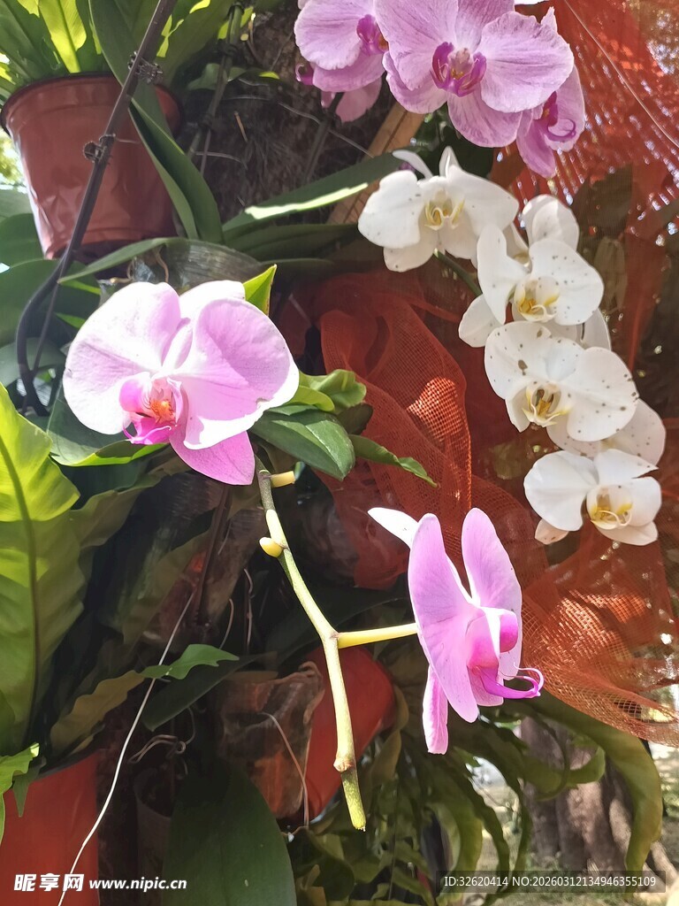 娇艳多彩蝴蝶兰绽放