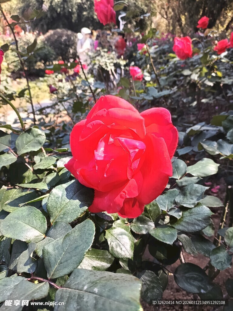 娇艳红玫瑰绽放于绿叶间