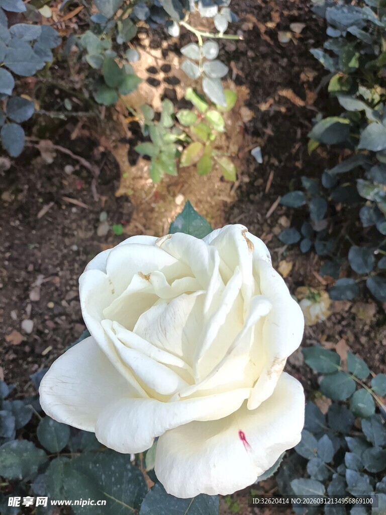 白色娇艳月季花