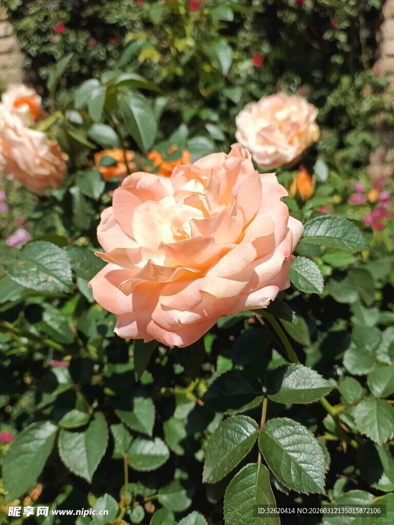 娇艳粉玫瑰绽放于绿叶间