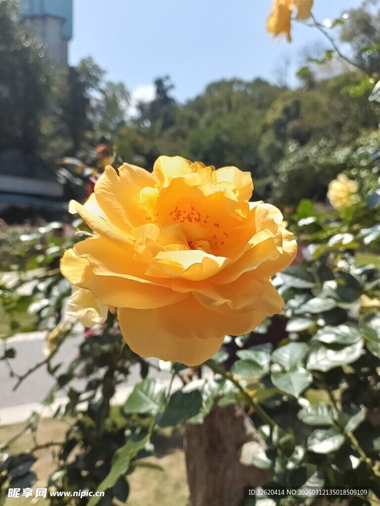 娇艳黄玫瑰绽放于枝头