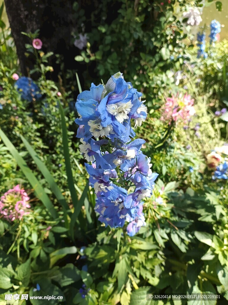 蓝花绽放于绿意间