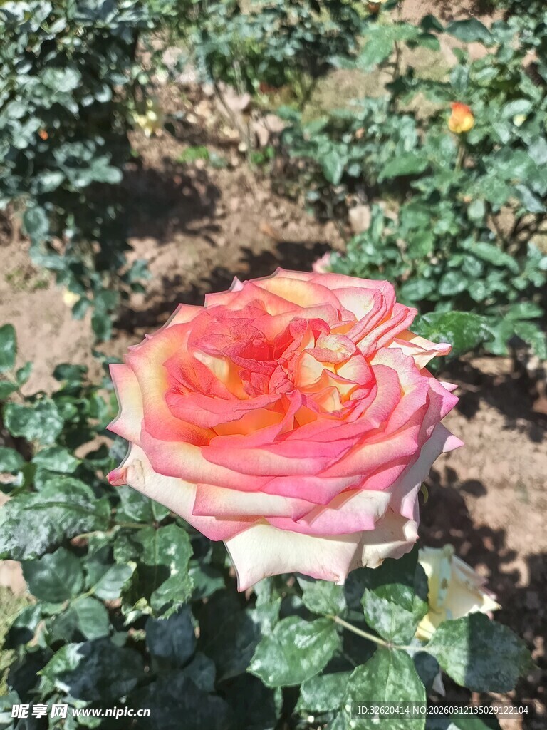 娇艳绽放的多彩月季花