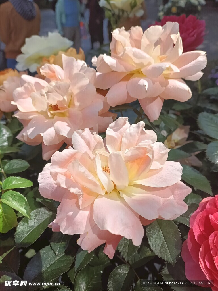 粉嫩多姿的美丽月季花