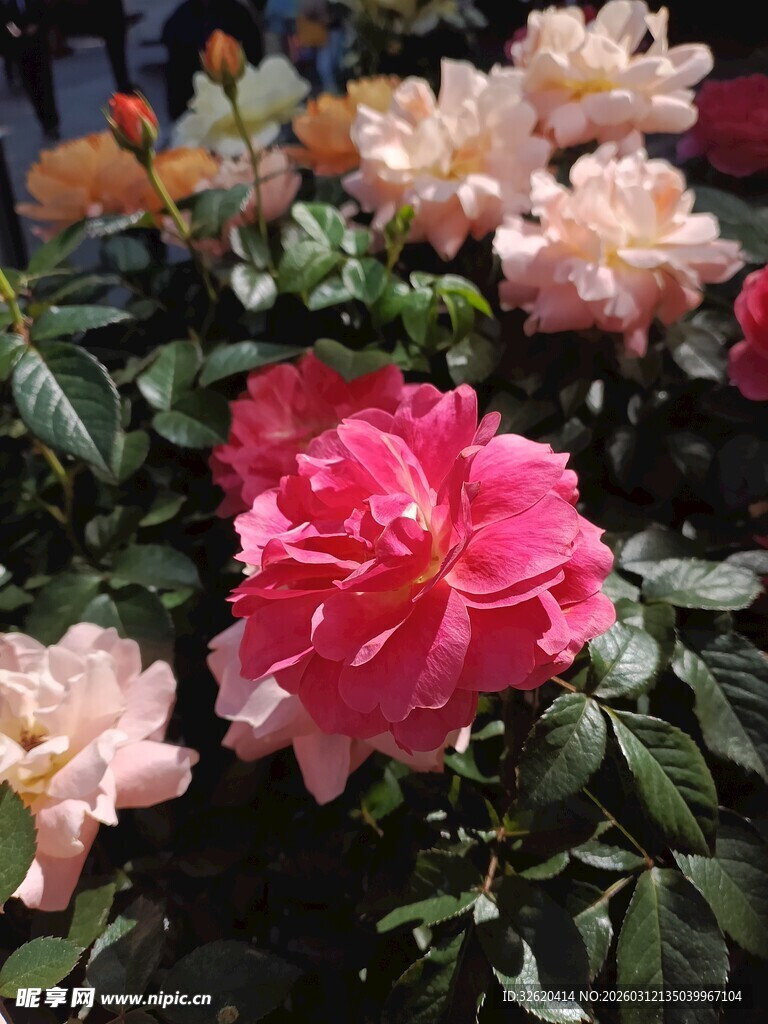 娇艳多彩的盛开月季花