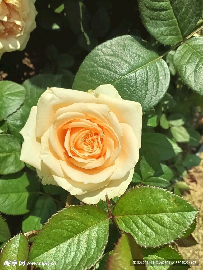 黄玫瑰绽放绿叶间