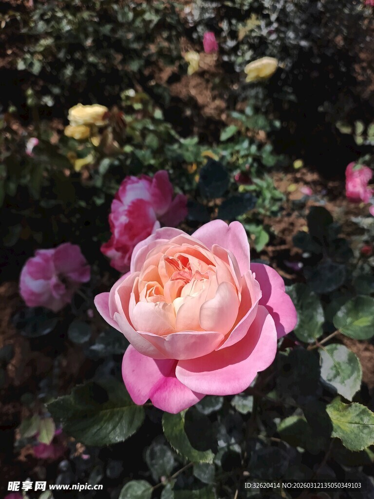 娇艳粉色月季花绽放