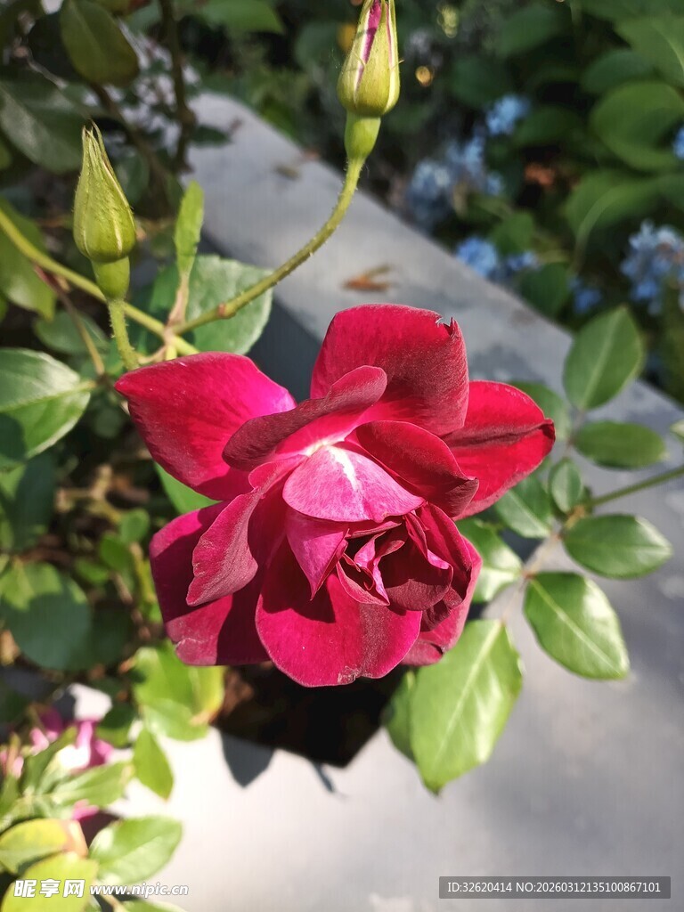 娇艳红玫瑰绽放绿叶间