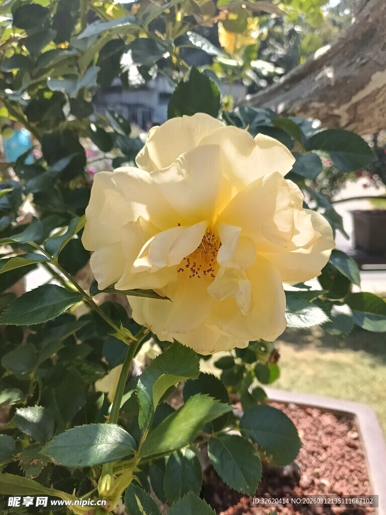 黄色绽放的娇艳月季花