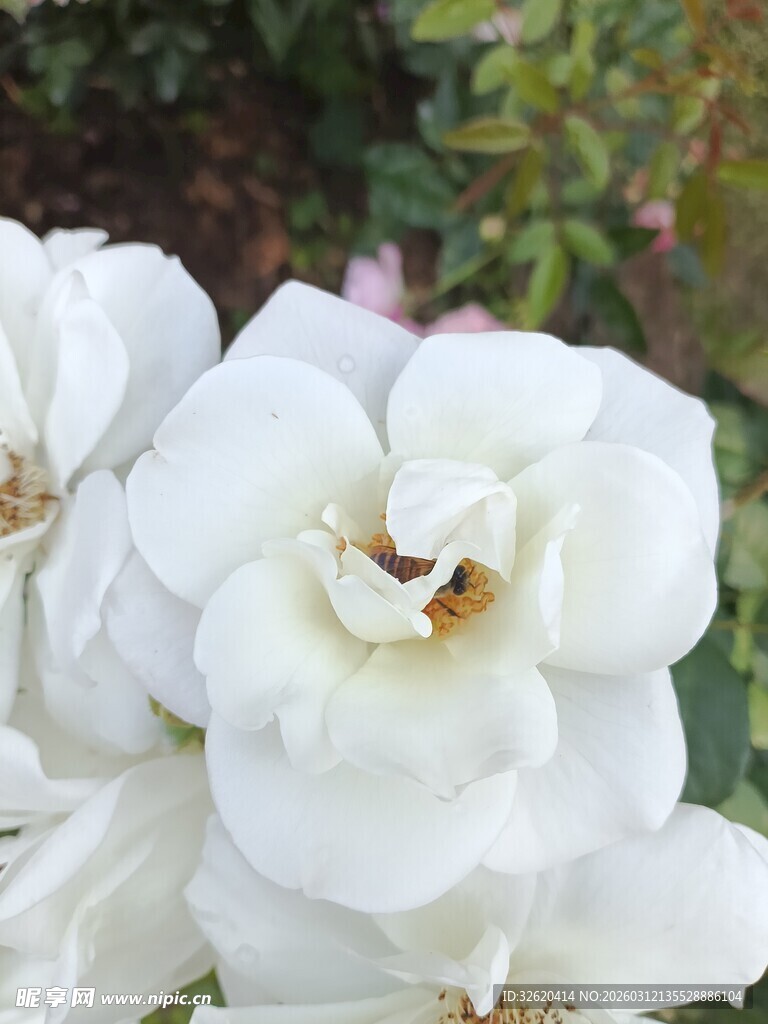 洁白绽放的美丽白玫瑰花