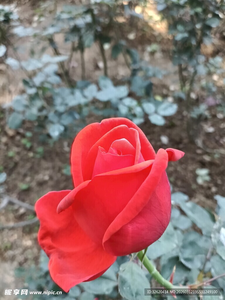 娇艳红玫瑰绽放于自然