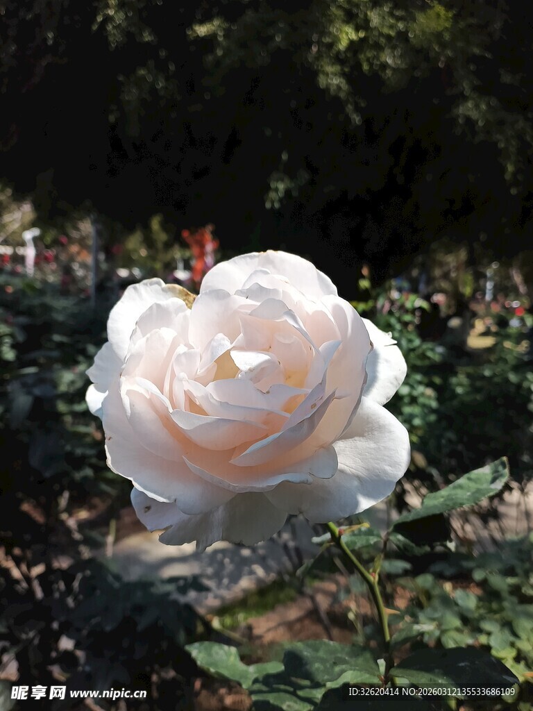 白玫瑰绽放于绿叶间