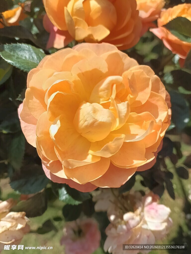 橙色娇艳月季花