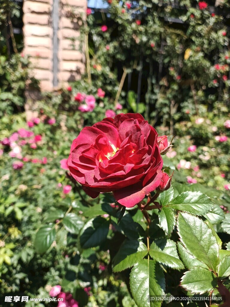 娇艳红玫瑰绽放于花丛