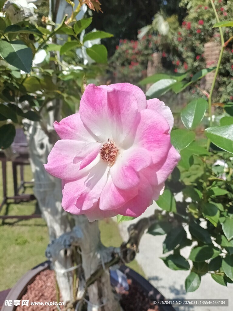 娇艳粉色月季花