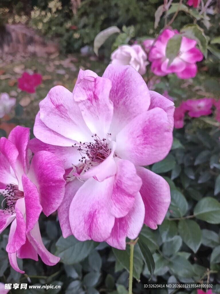 娇艳粉色月季花绽放