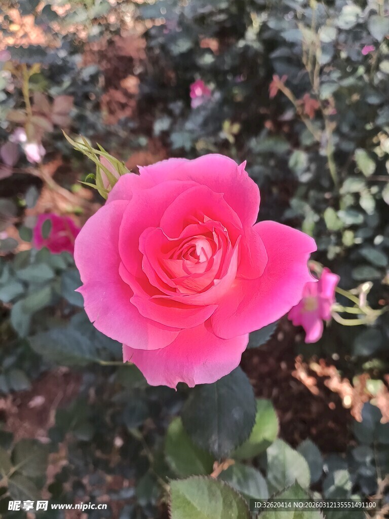 娇艳粉色月季花绽放