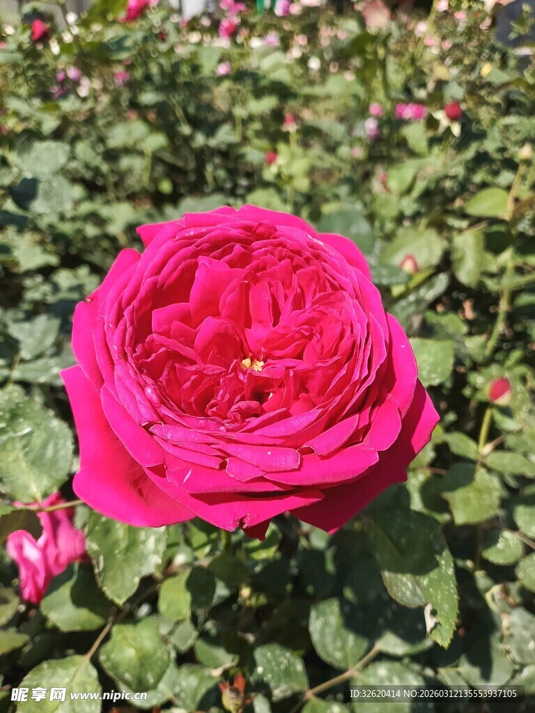 娇艳欲滴的粉红月季花