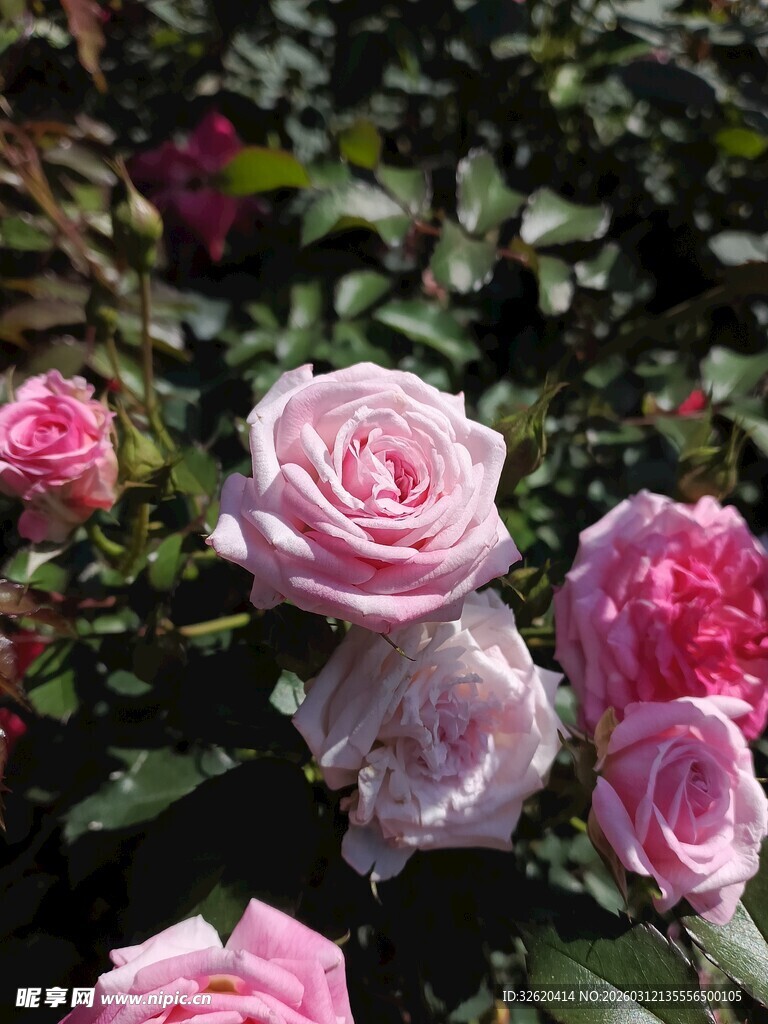 娇艳盛放的多彩玫瑰花