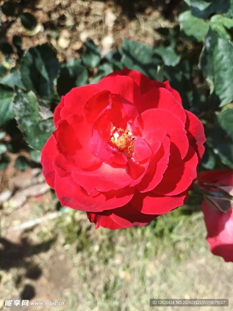 娇艳绽放的红玫瑰