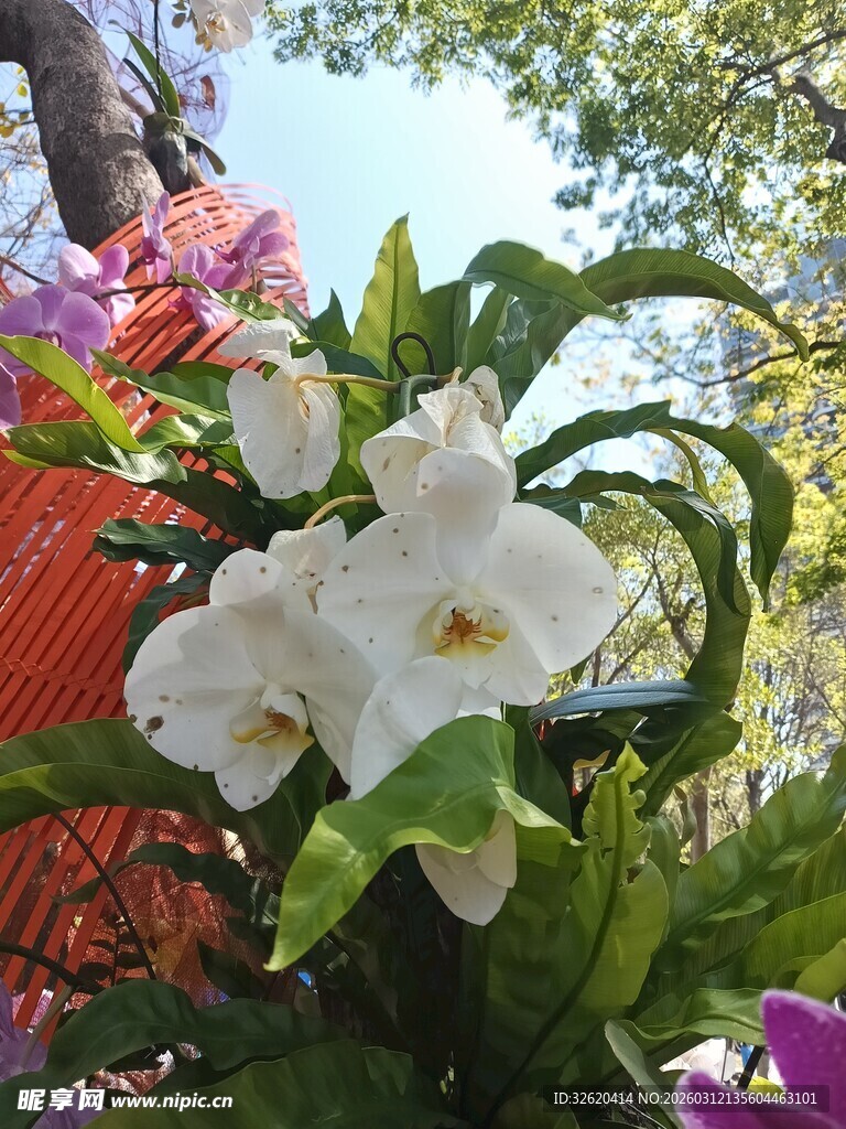 白色兰花绽放于多彩花丛