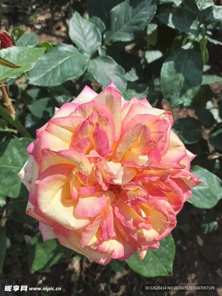 多彩娇艳月季花