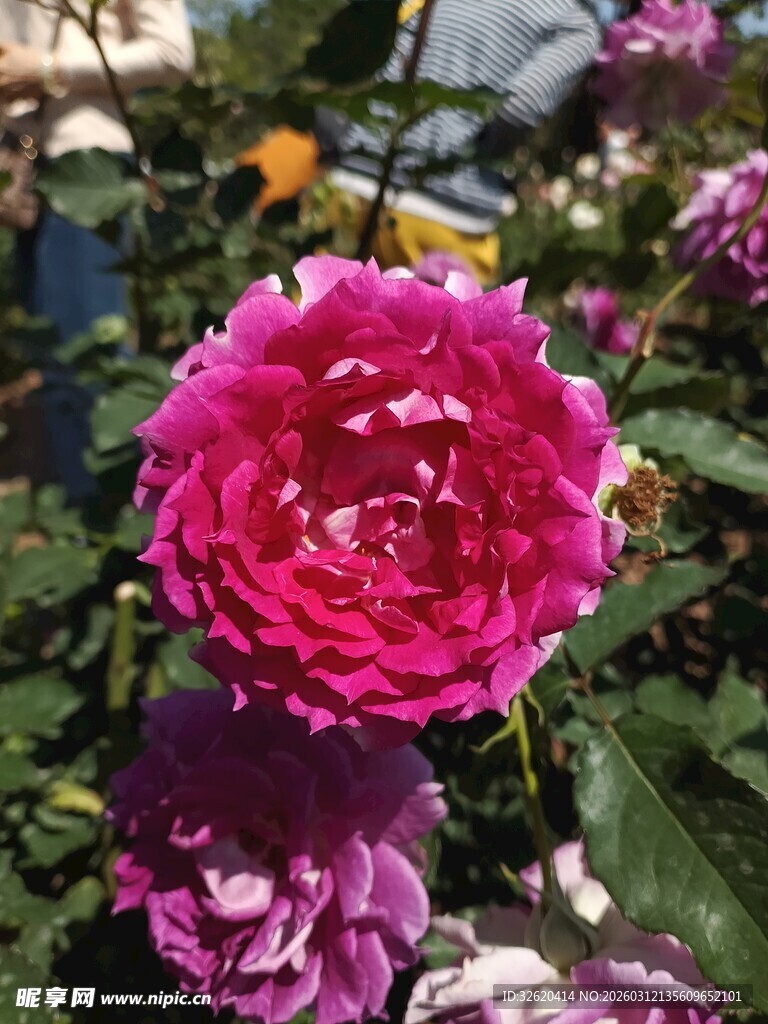 娇艳欲滴的盛开粉色玫瑰