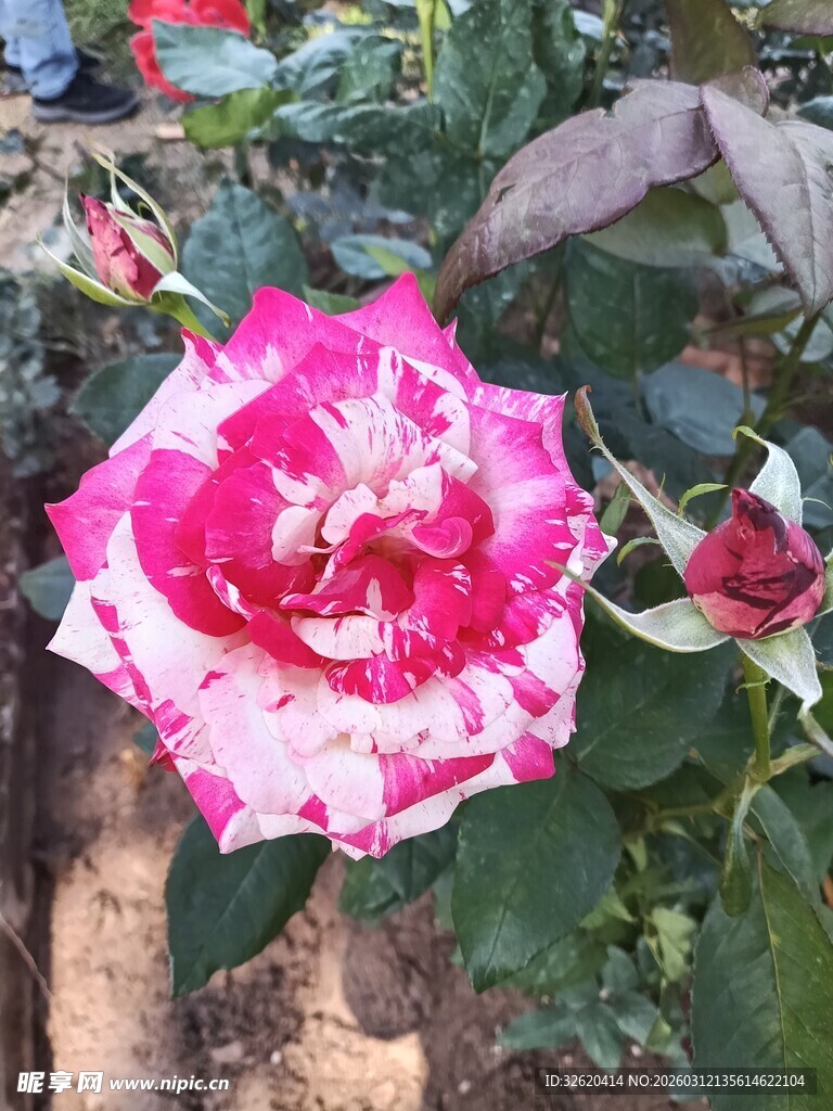 双色娇艳月季花