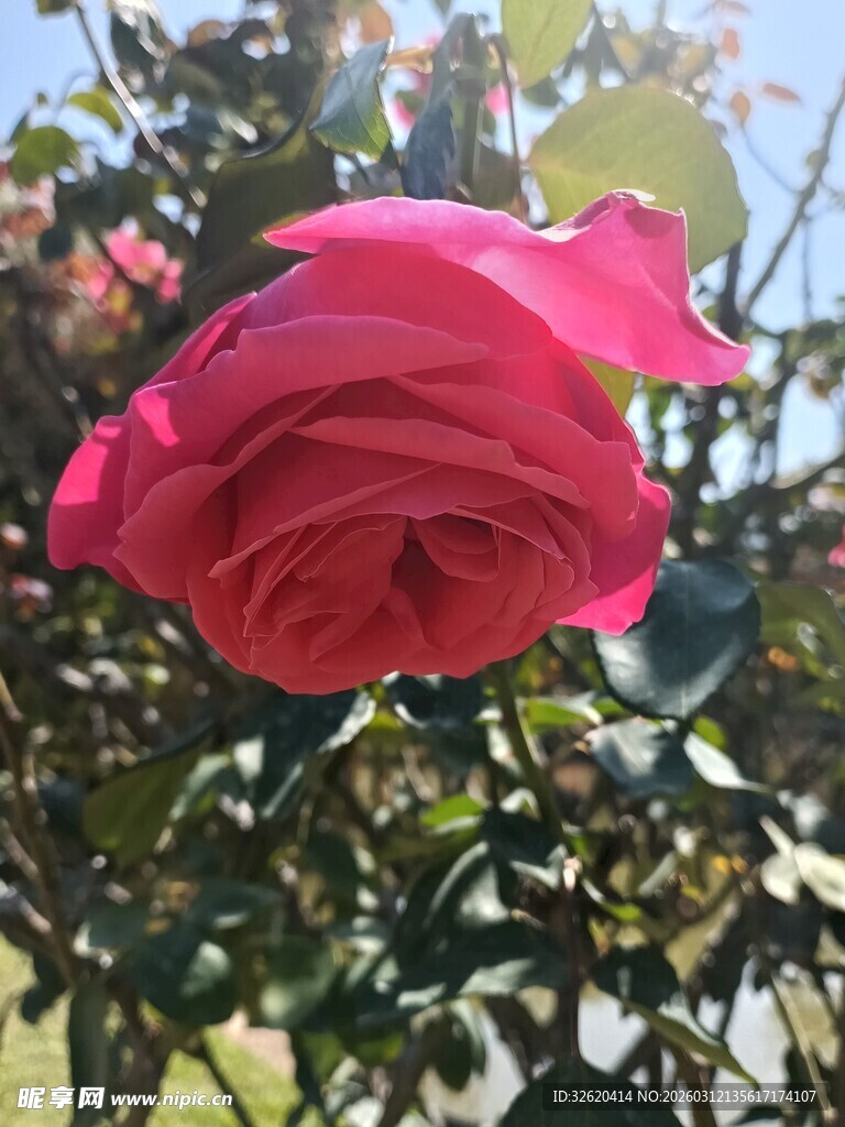 娇艳盛开的粉红色月季花